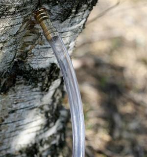 Tappestuds i messing till tapning av björksaft